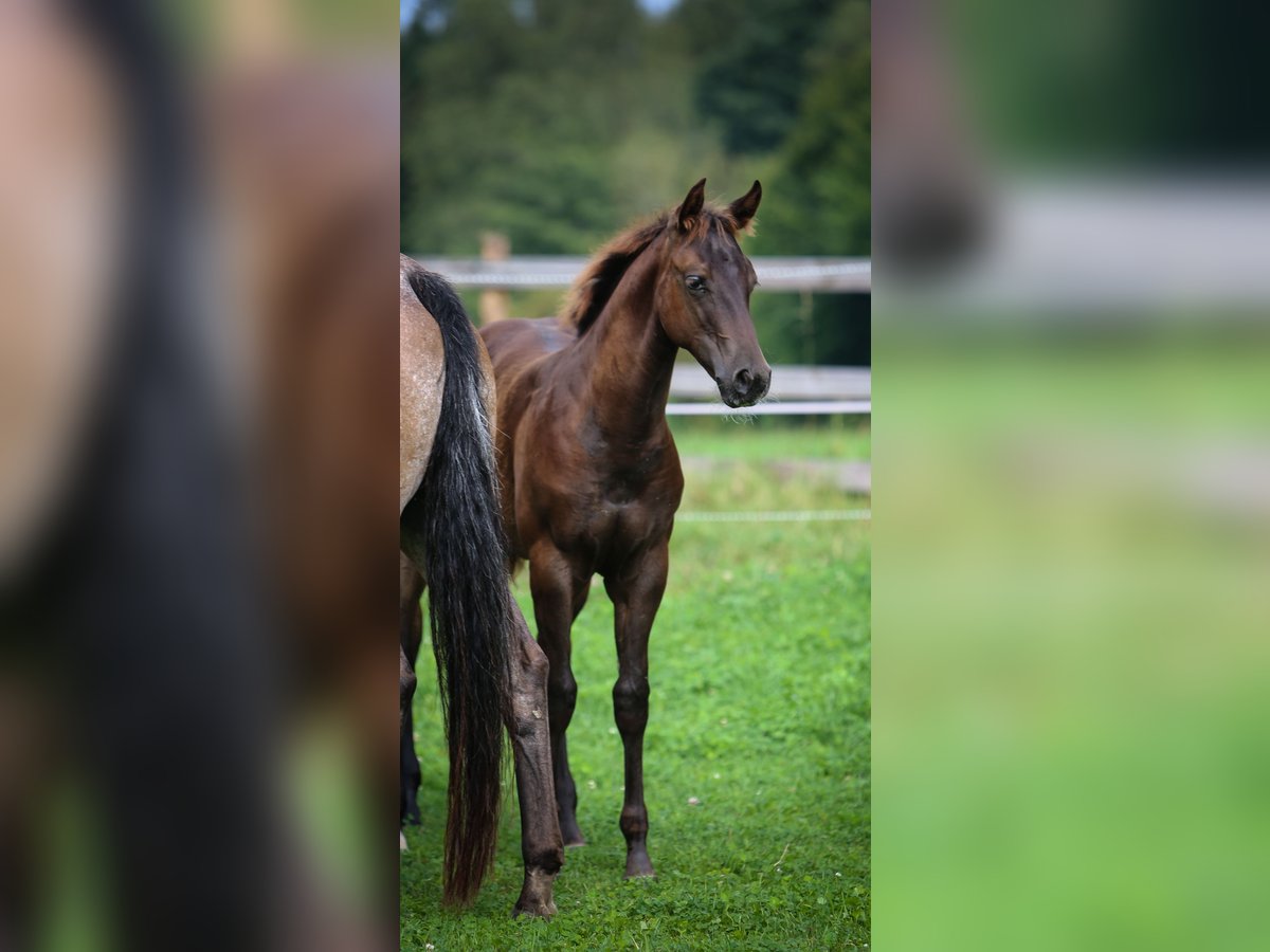 Appaloosa Giumenta Puledri (05/2024) 154 cm Sauro scuro in Vohenstrauß