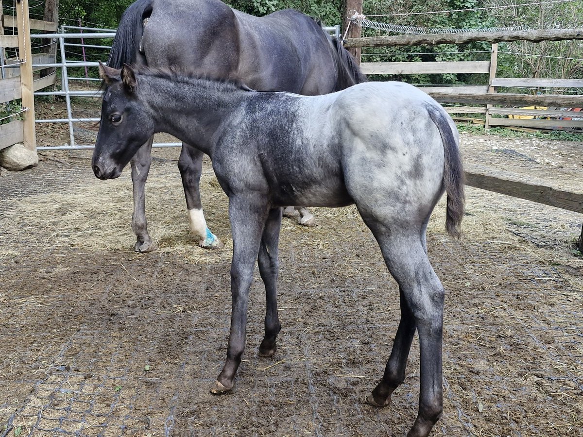 Appaloosa Giumenta Puledri (07/2024) 156 cm Morello in Ternitz