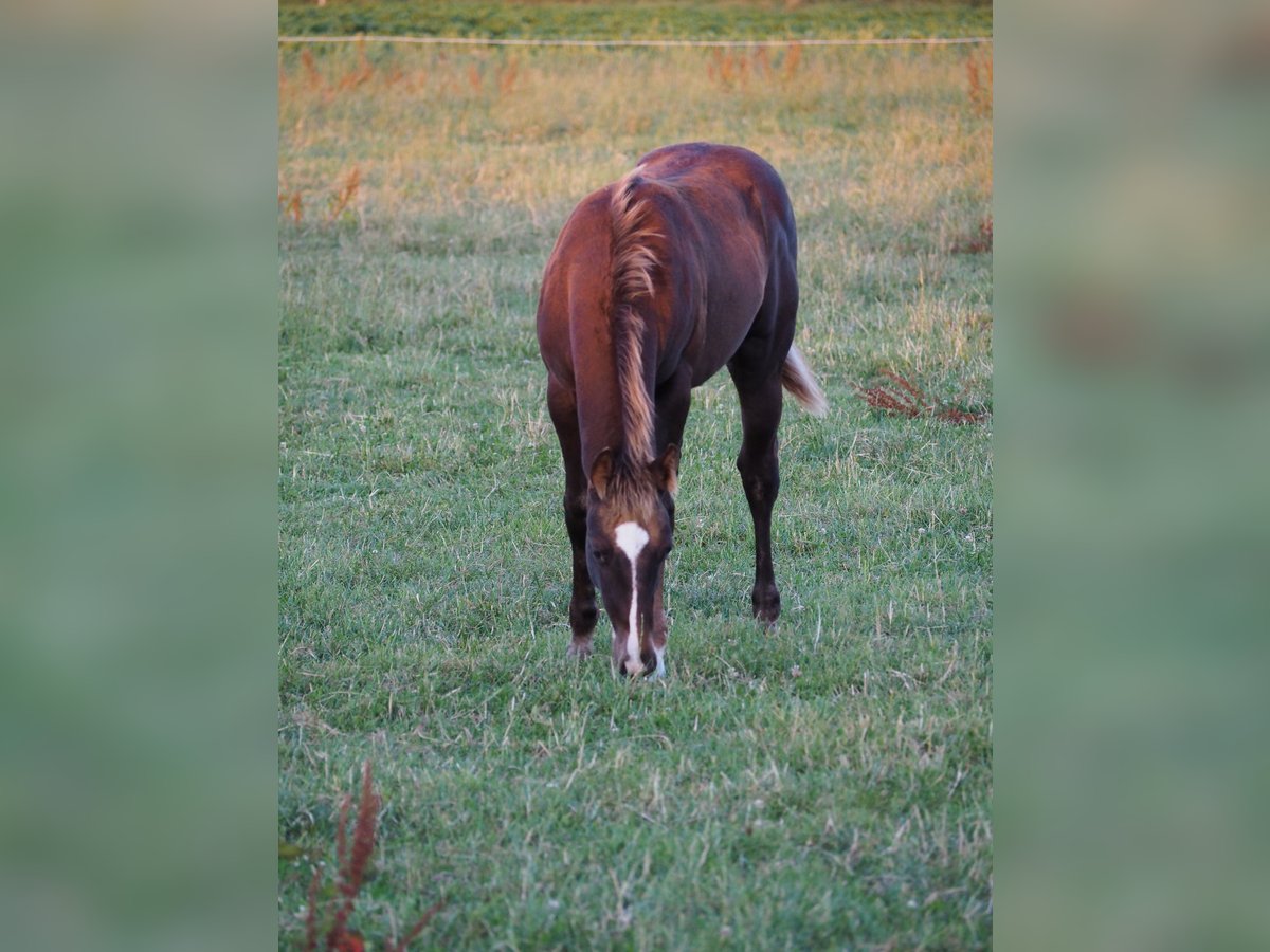 Appaloosa Giumenta Puledri (04/2024) Sauro in Oostkapelle