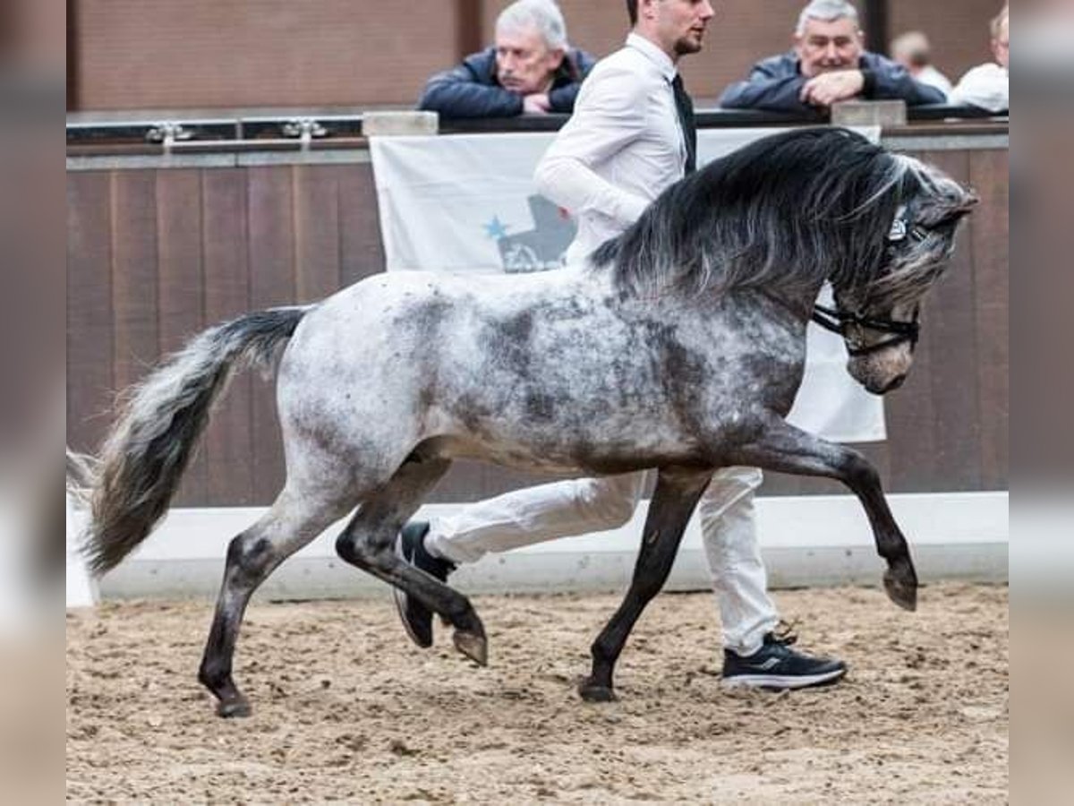 Appaloosa Hengst 11 Jaar 111 cm Appaloosa in Elspeet