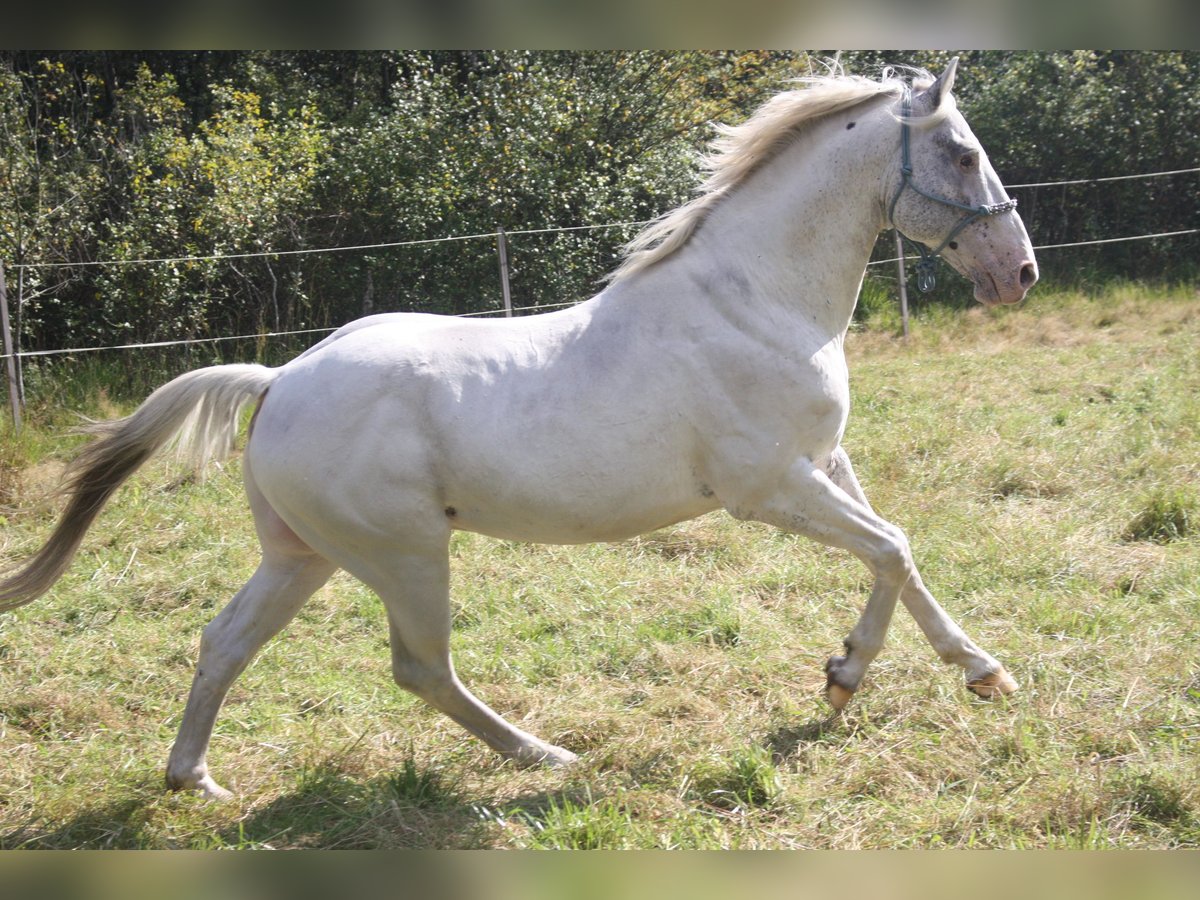 Appaloosa Hengst 14 Jahre 157 cm Brauner in Gnarrenburg