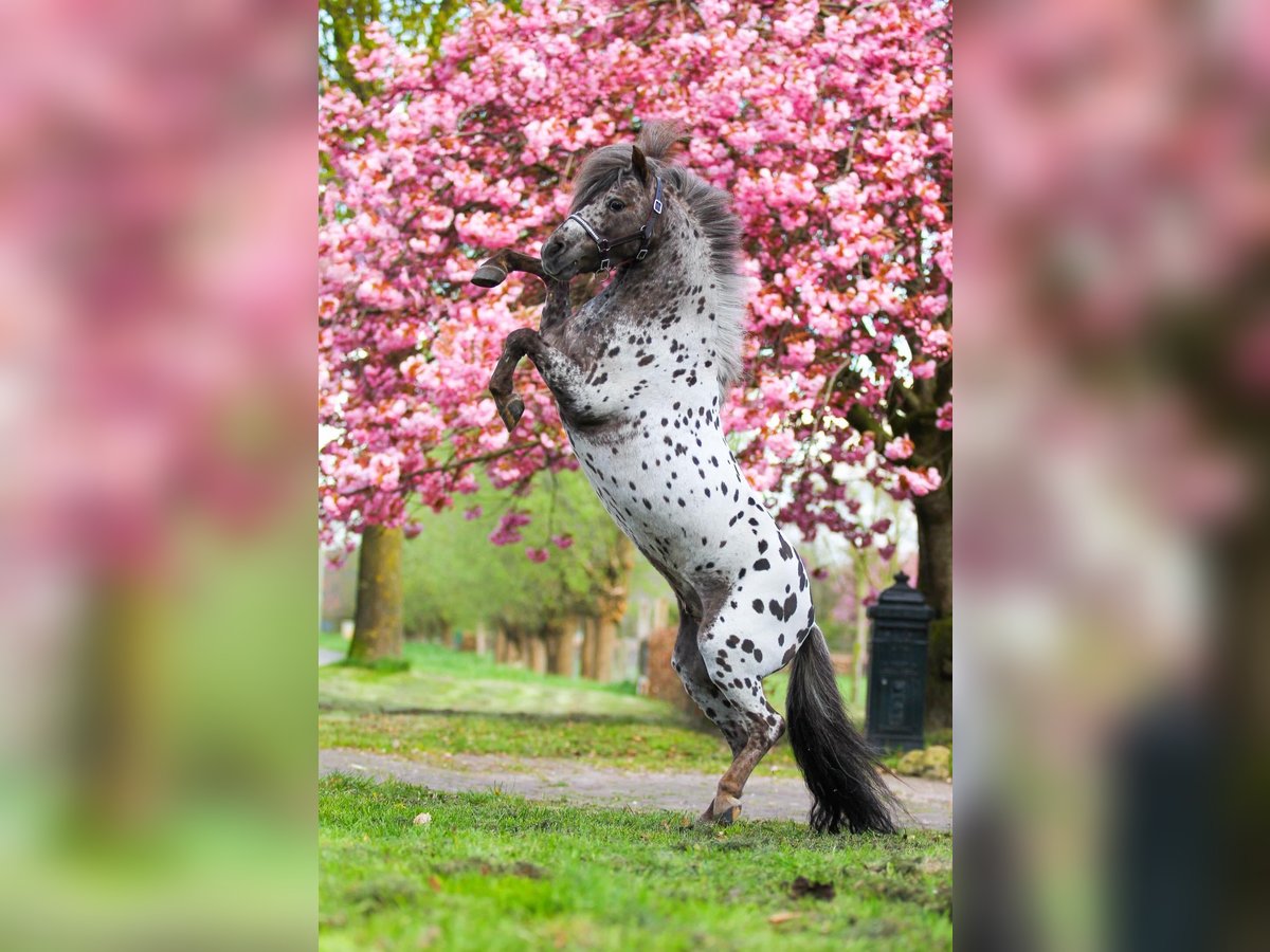 Appaloosa Hengst 17 Jahre 87 cm Tigerschecke in M&#xF6;ttingen