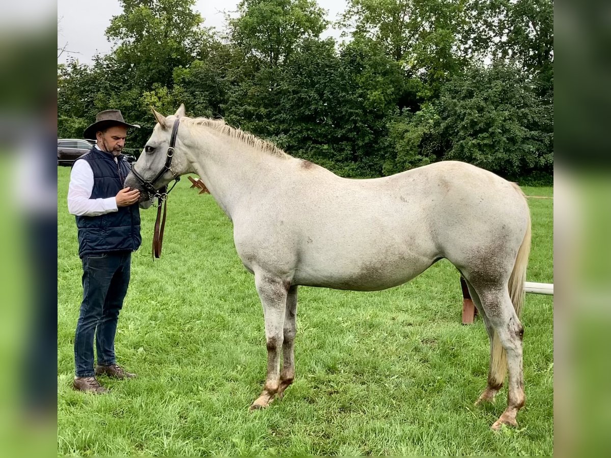 Appaloosa Hengst 19 Jahre 154 cm Braunfalbschimmel in Pappenheim