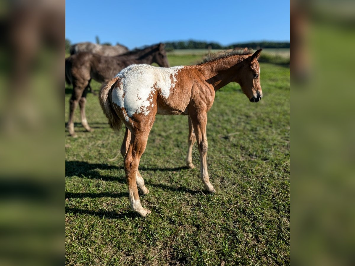 Appaloosa Hengst 1 Jaar 155 cm Donkere-vos in Morbach