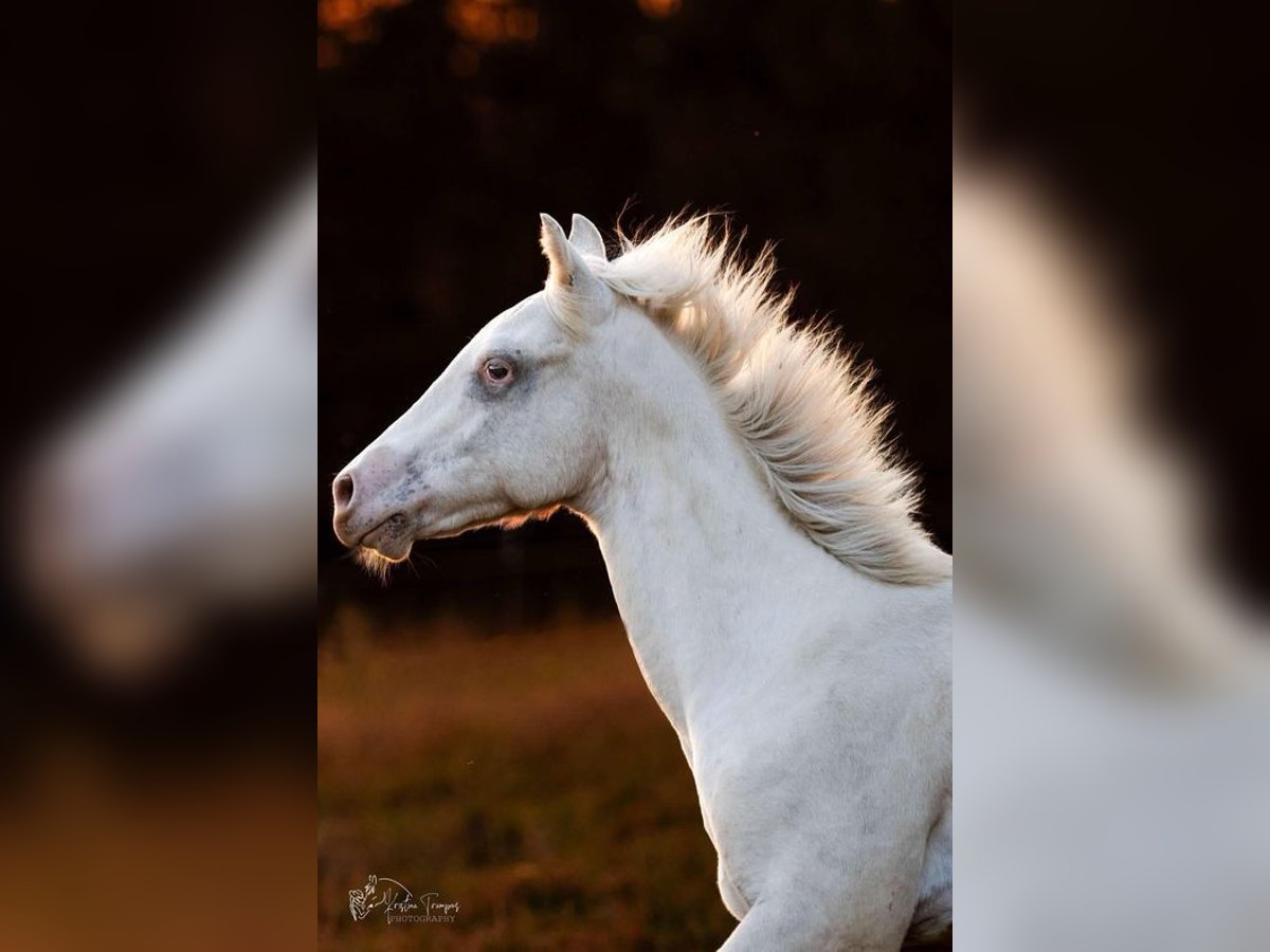 Appaloosa Hengst 1 Jaar 155 cm in Globoko