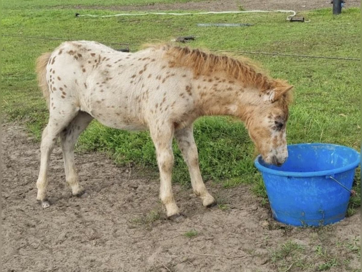 Appaloosa Hengst 1 Jaar 86 cm Appaloosa in LATTROP