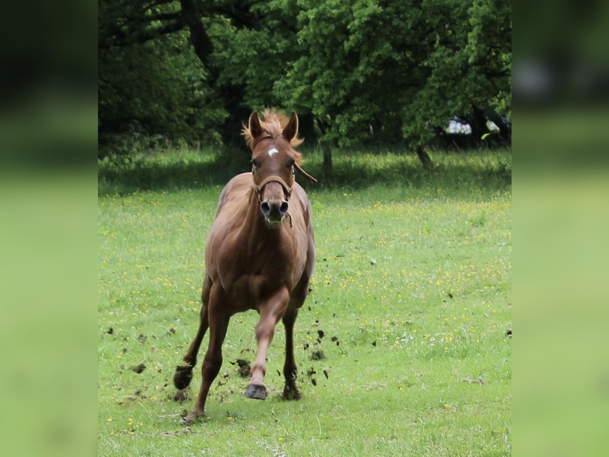 Appaloosa Hengst 1 Jaar Roodvos in Vilalba (Casco Urbano)