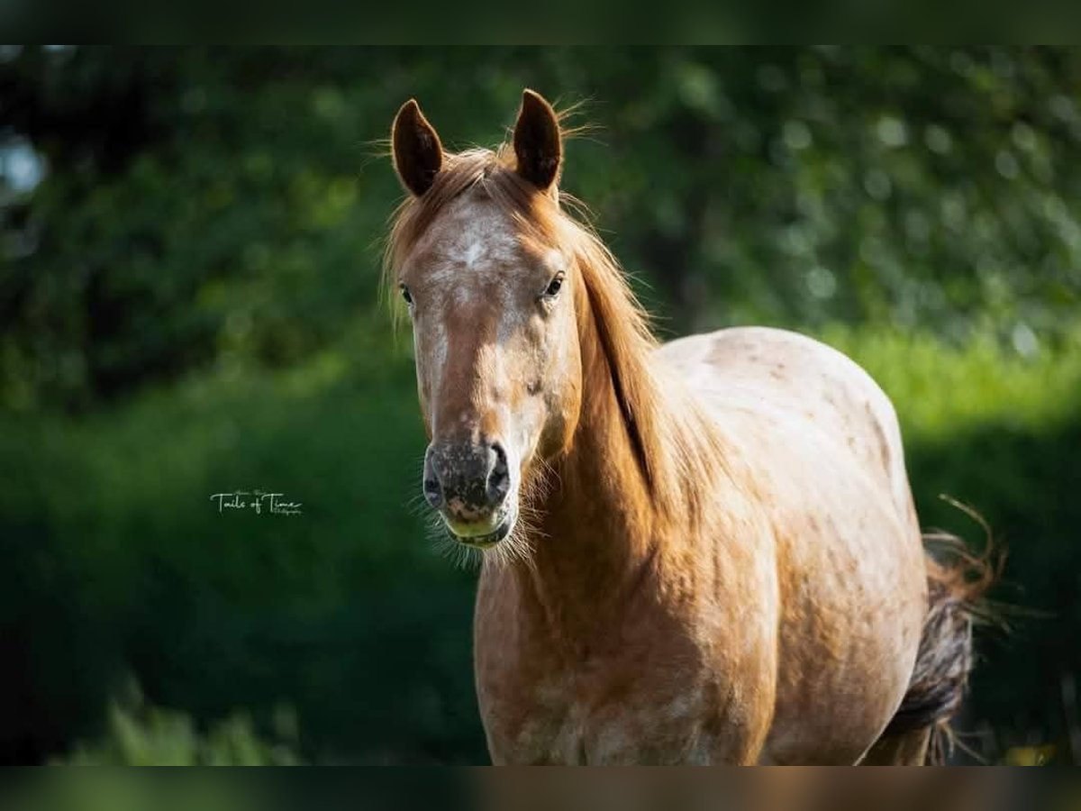 Appaloosa Hengst 2 Jaar 150 cm Roan-Red in Kerniel