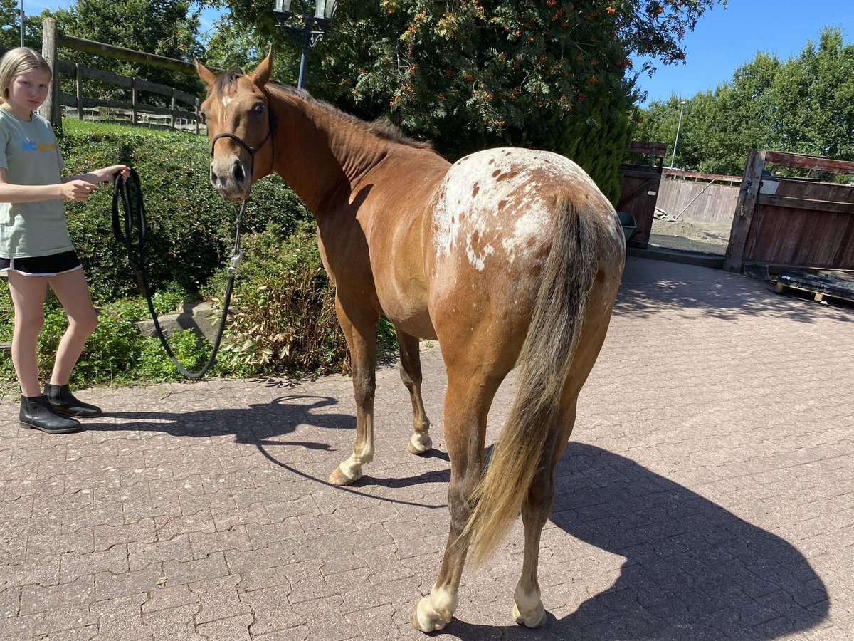 Appaloosa Hengst 2 Jaar 152 cm Donkere-vos in Bruchweiler