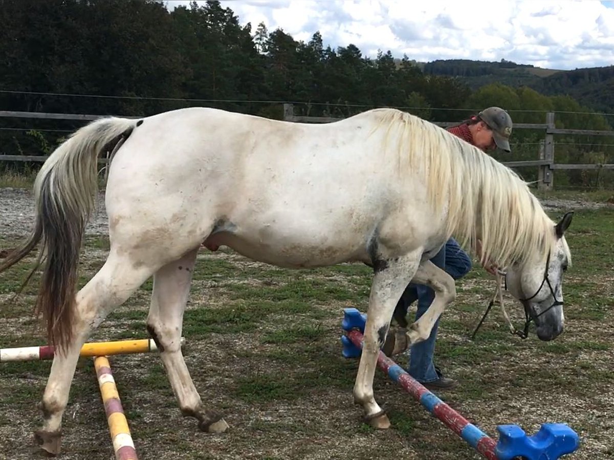 Appaloosa Hengst 2 Jaar 155 cm in Brno