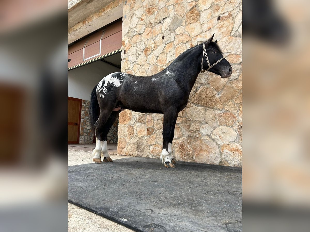 Appaloosa Hengst 2 Jaar 167 cm Zwart in Santeramo In Colle