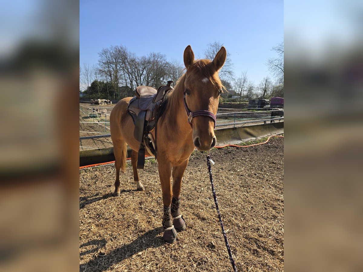 Appaloosa Hengst 2 Jahre 140 cm Falbe in Dormagen