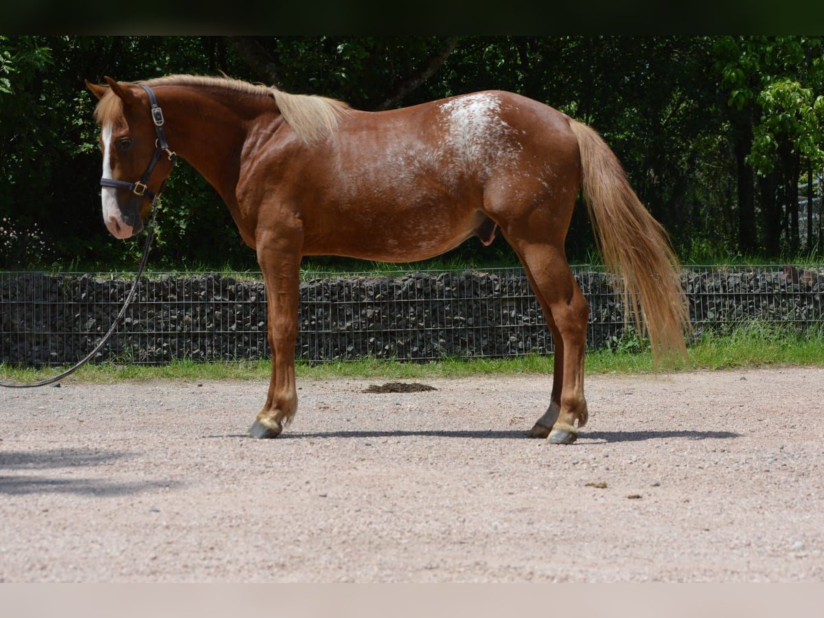 Appaloosa Mix Hengst 2 Jahre 145 cm Fuchs in Nohfelden