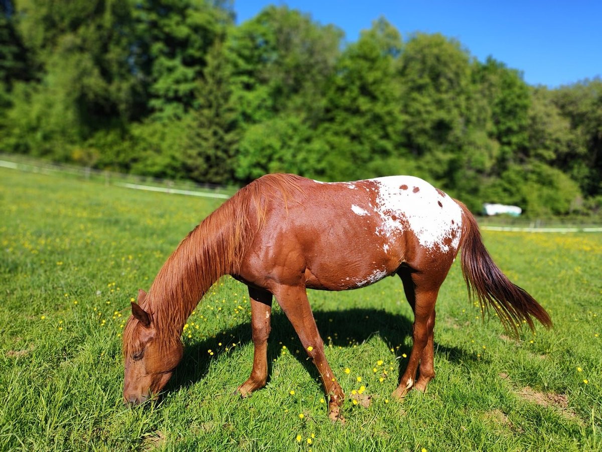 Appaloosa Hengst 2 Jahre 148 cm Fuchs in Kempfeld