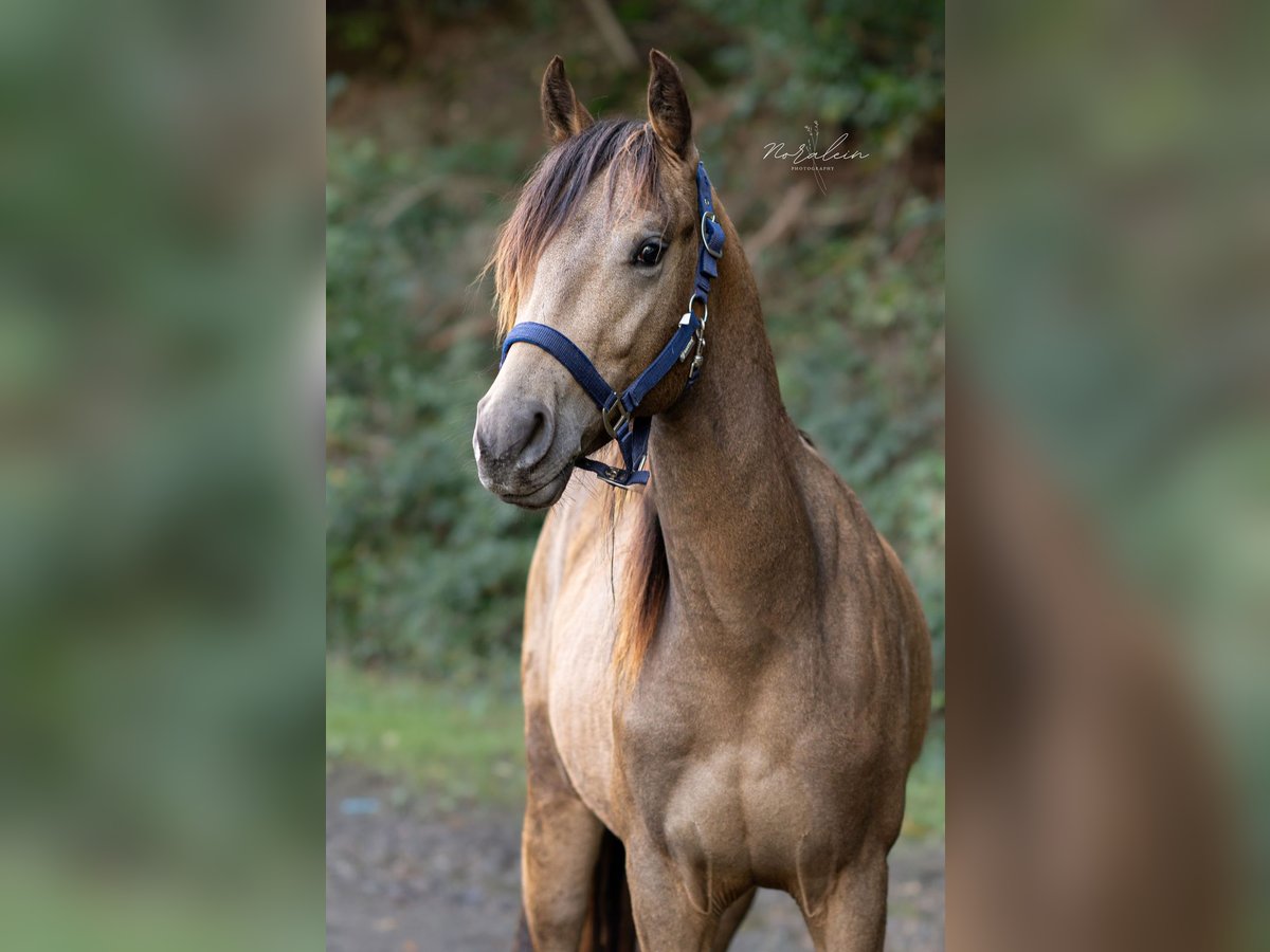 Appaloosa Hengst 2 Jahre 152 cm Buckskin in Euskirchen