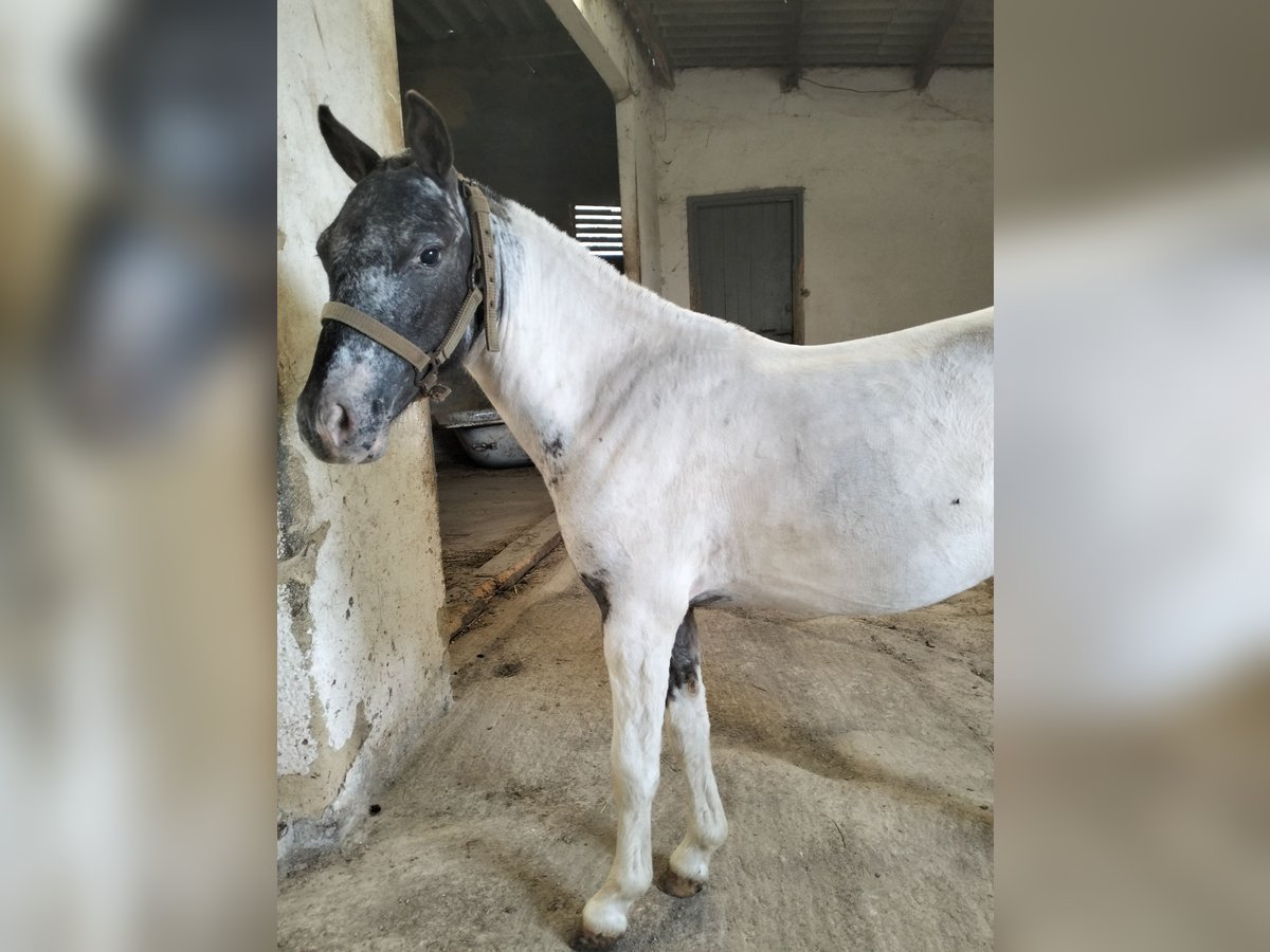 Appaloosa Hengst 2 Jahre 95 cm White in Corredoria (Oviedo)