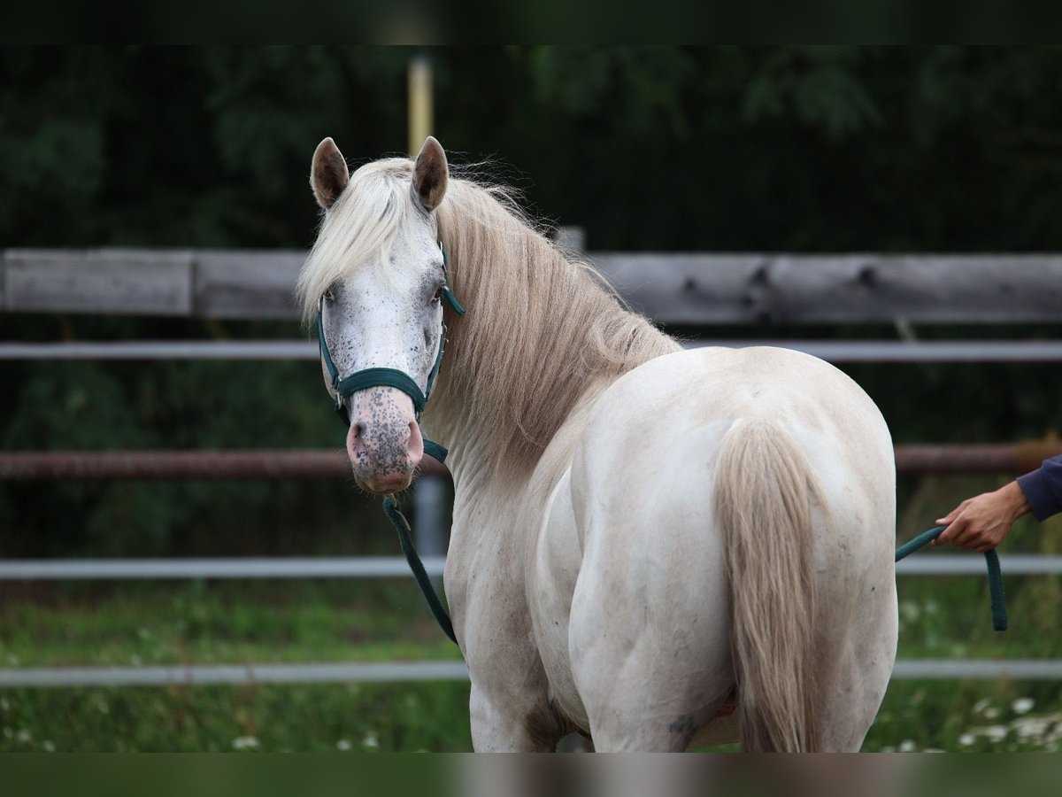 Appaloosa Hengst 3 Jaar in Laa an der Thaya