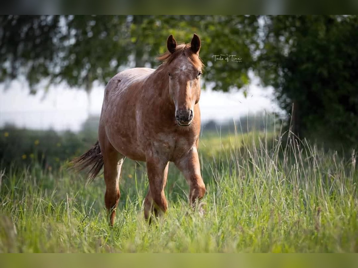 Appaloosa Hengst 3 Jaar in Tongeren