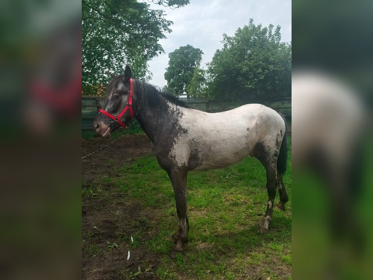 Appaloosa Hengst 3 Jahre 140 cm in Wahlenau