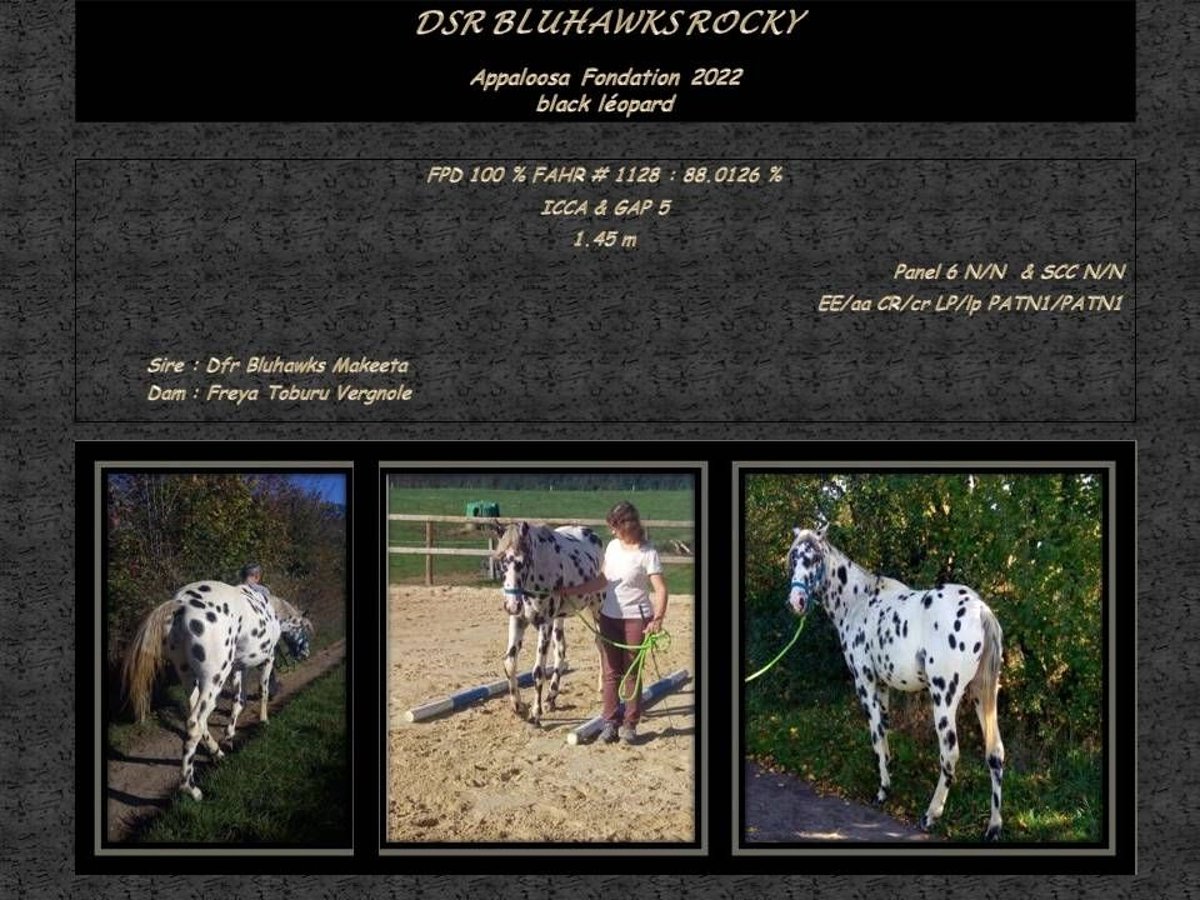 Appaloosa Hengst 3 Jahre 145 cm Rappe in CERSOT