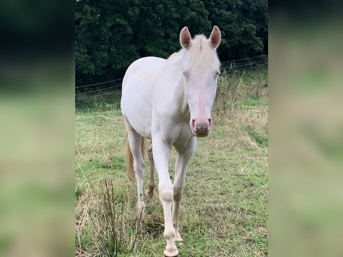 Appaloosa Hengst 3 Jahre 149 cm Cremello in Hennef