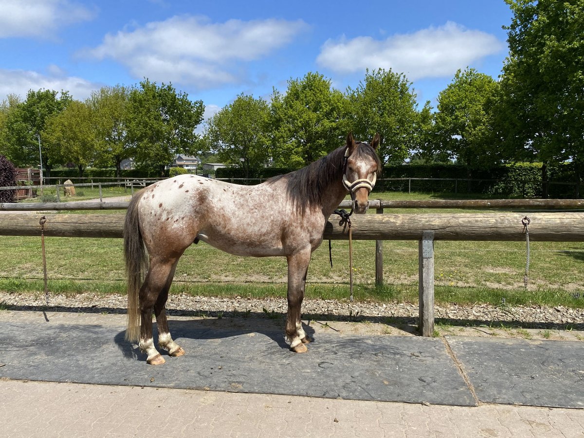 Appaloosa Hengst 3 Jahre 152 cm Brauner in StipshausenBruchweiler