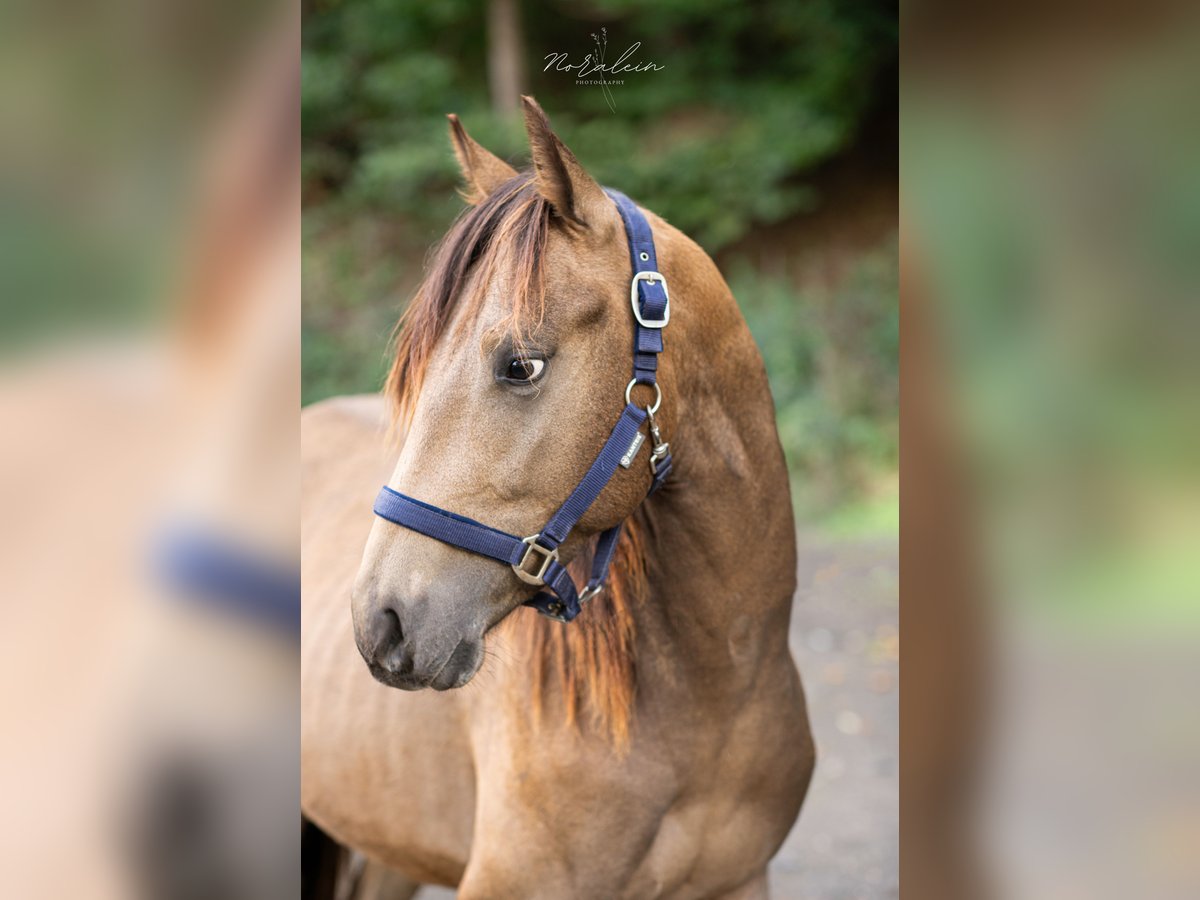 Appaloosa Hengst 3 Jahre 155 cm Buckskin in Bad Münstereifel