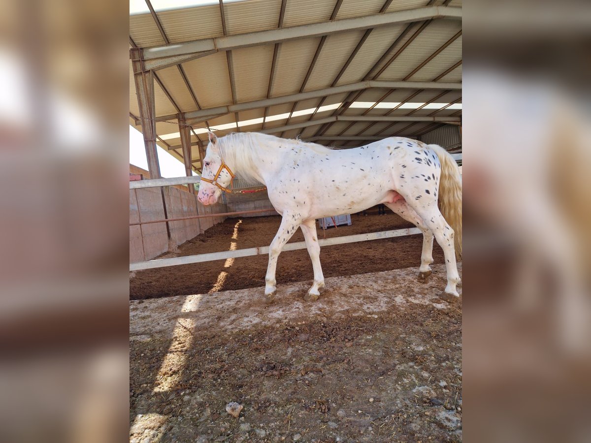 Appaloosa Hengst 4 Jahre in Burgos