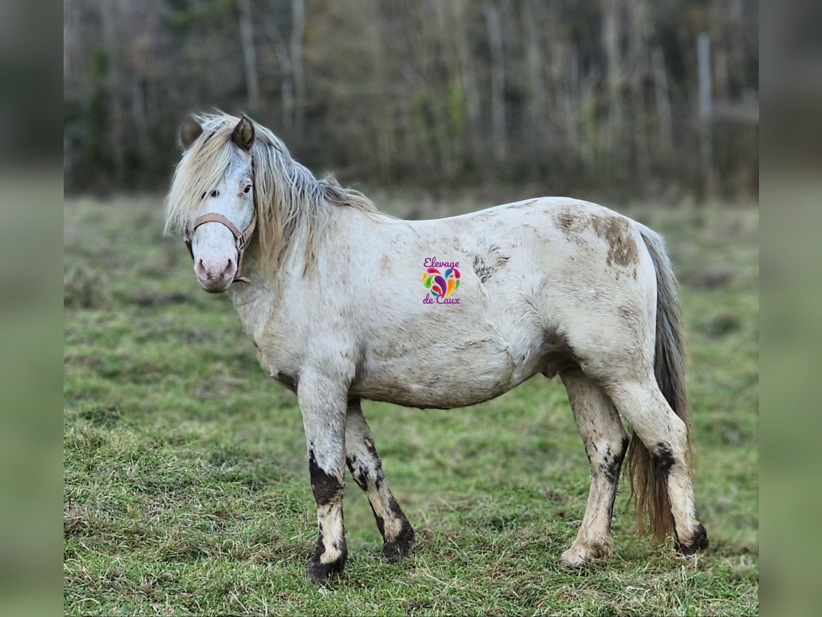 Appaloosa Hengst 5 Jaar 117 cm Appaloosa in ÉCOUCHÉ-LES-VALLÉES