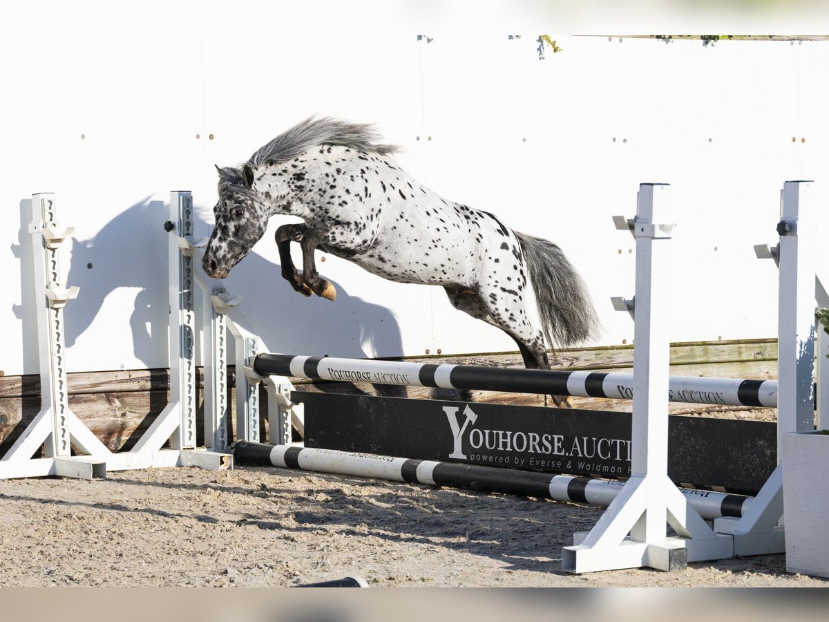 Appaloosa Hengst 5 Jahre 101 cm Tigerschecke in Waddinxveen