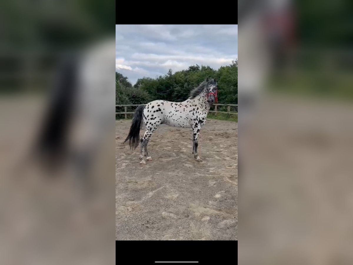 Appaloosa Hengst 8 Jahre 155 cm in Meath