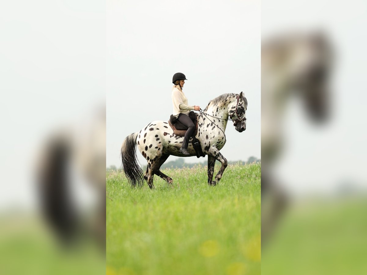 Appaloosa Mix Hengst in Kootwijkerbroek