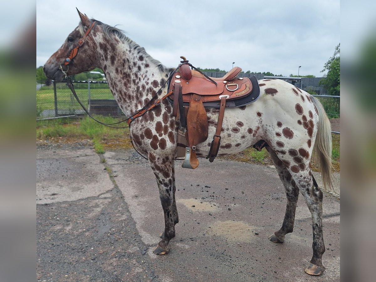 Appaloosa Mix Hengst Fliegenschimmel in Neustadt an der Orla