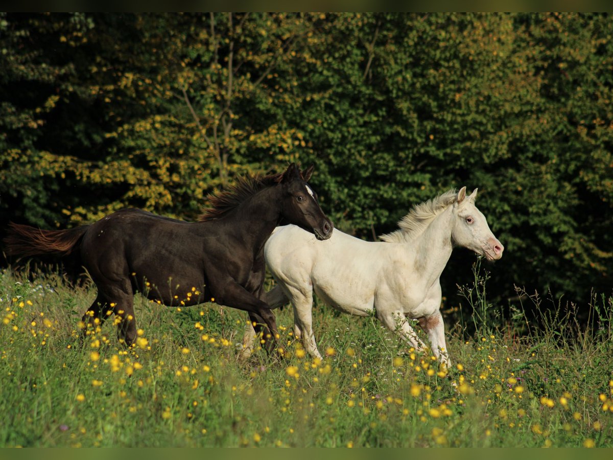 Appaloosa Hengst Fohlen (02/2024) 150 cm Rappe in Globoko