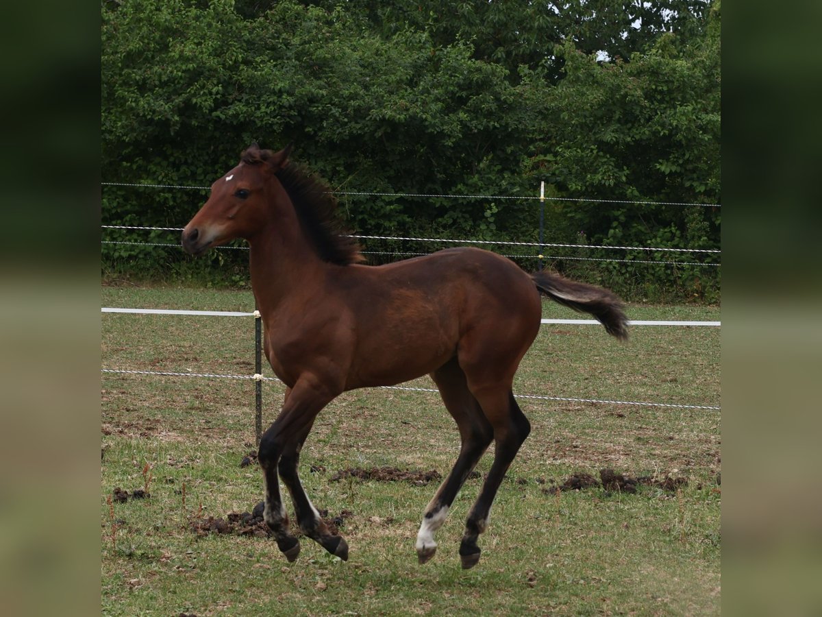 Appaloosa Hengst  155 cm Brauner in Pappenheim / OT Osterdorf