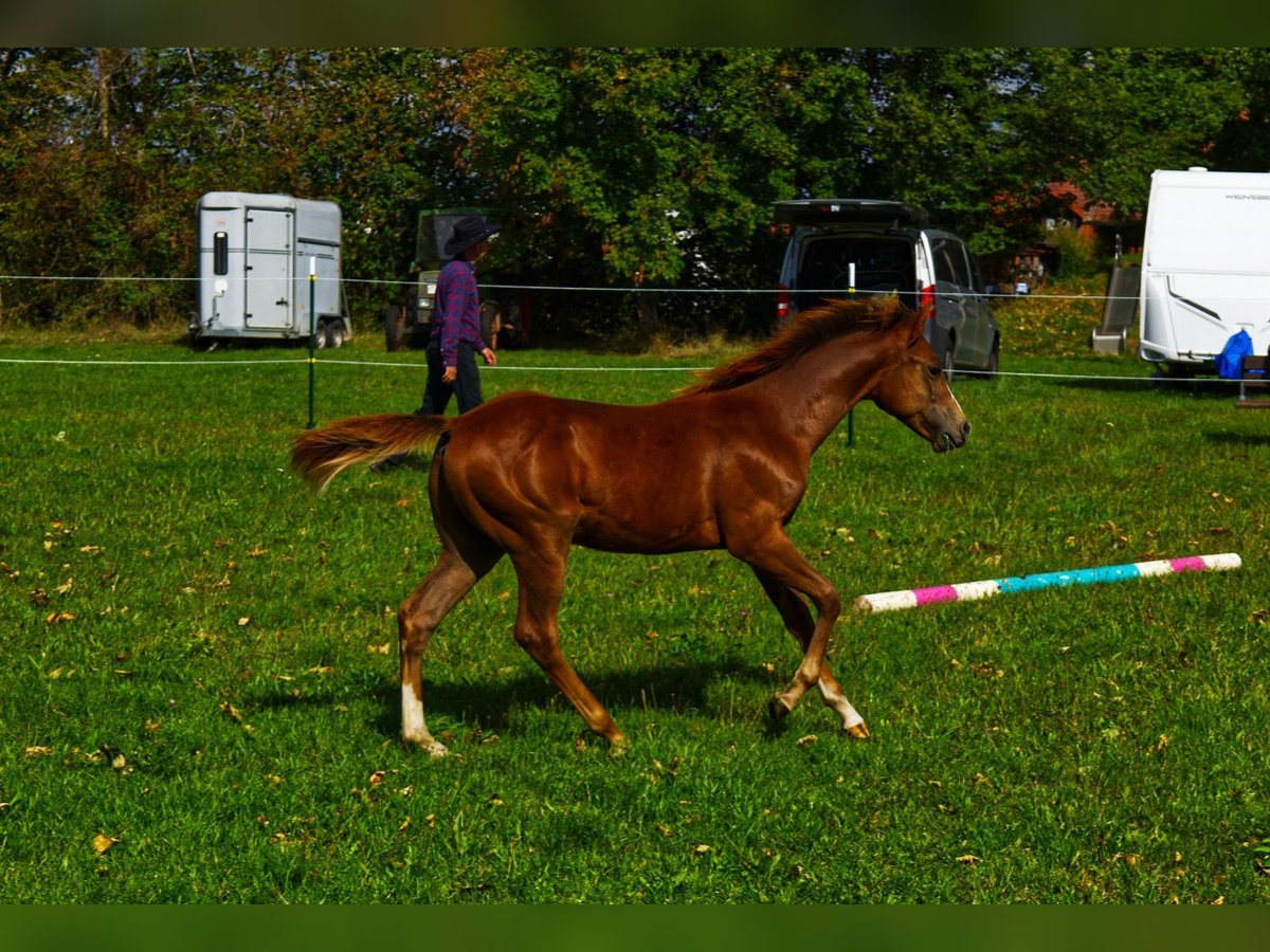 Appaloosa, Hengst in Pappenheim