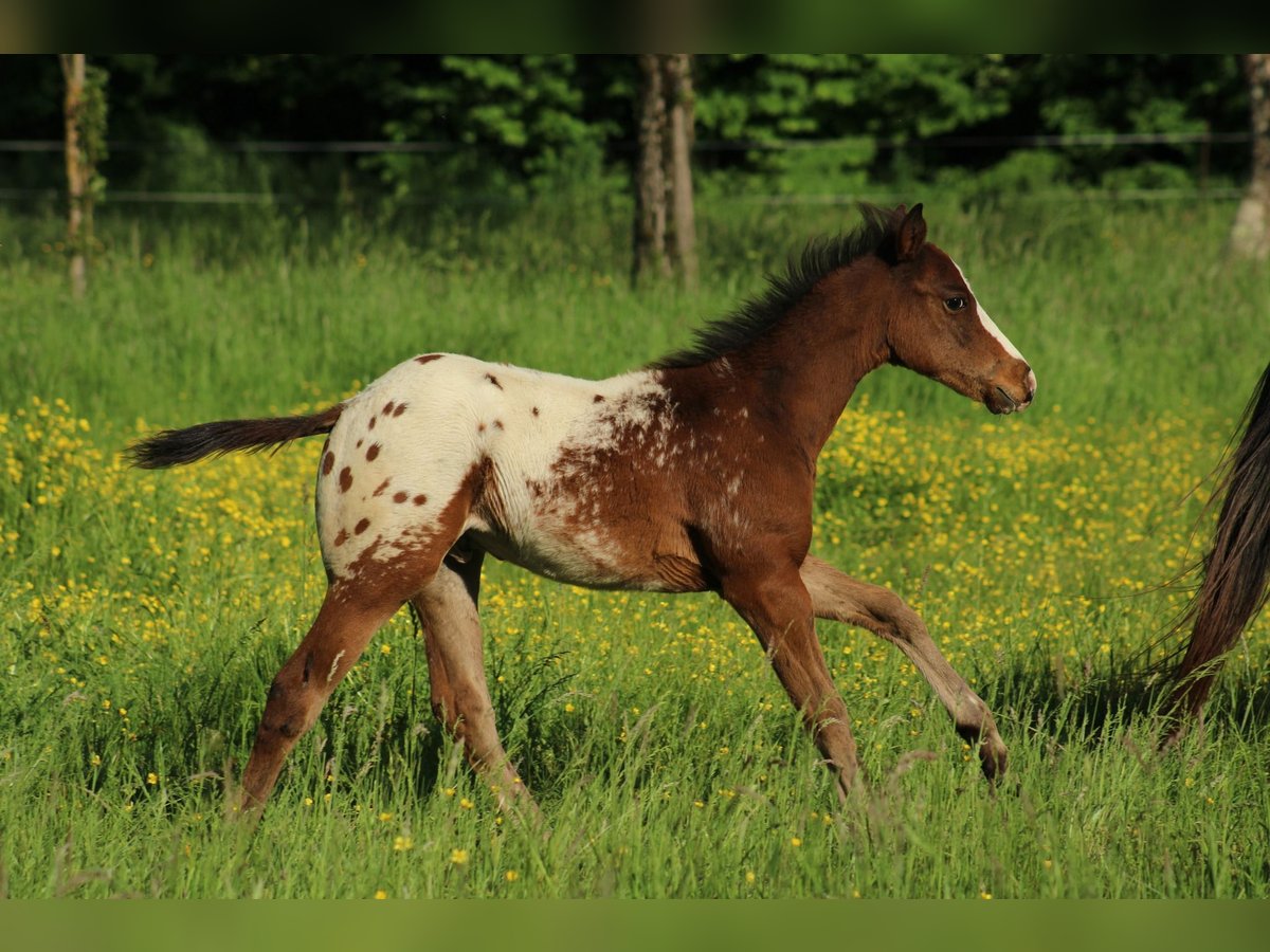 Appaloosa Hengst  155 cm Rotbrauner in Globoko
