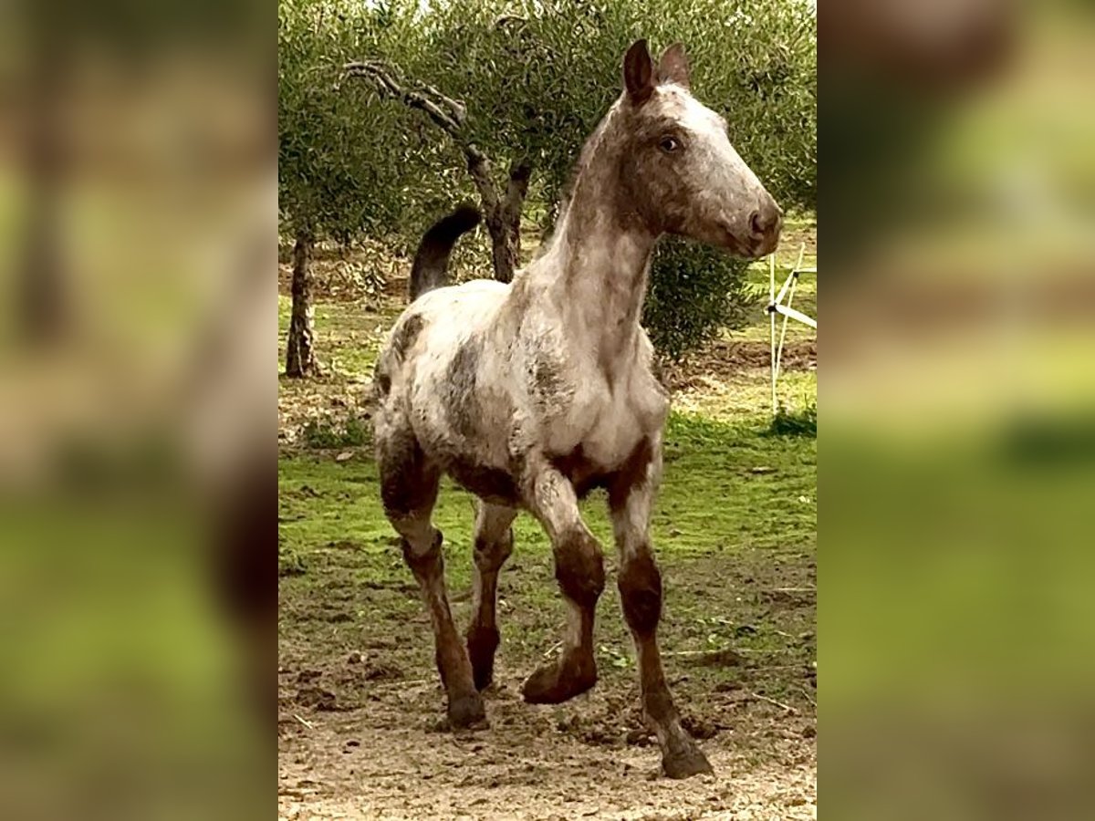 Appaloosa Hengst Fohlen (06/2025) 165 cm Fuchs in Bienvenida