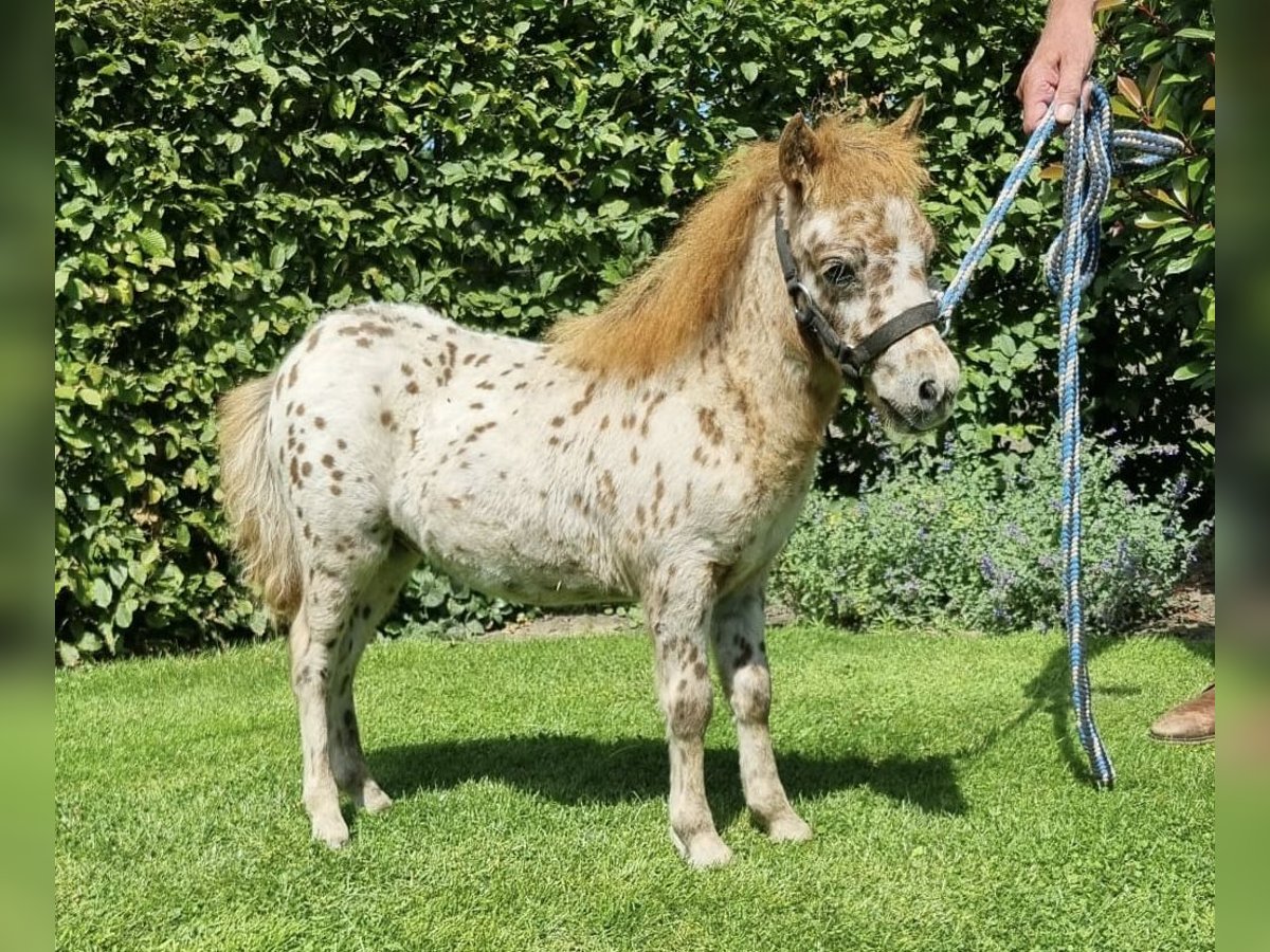 Appaloosa Hengst Fohlen (05/2024) 86 cm Tigerschecke in LATTROP