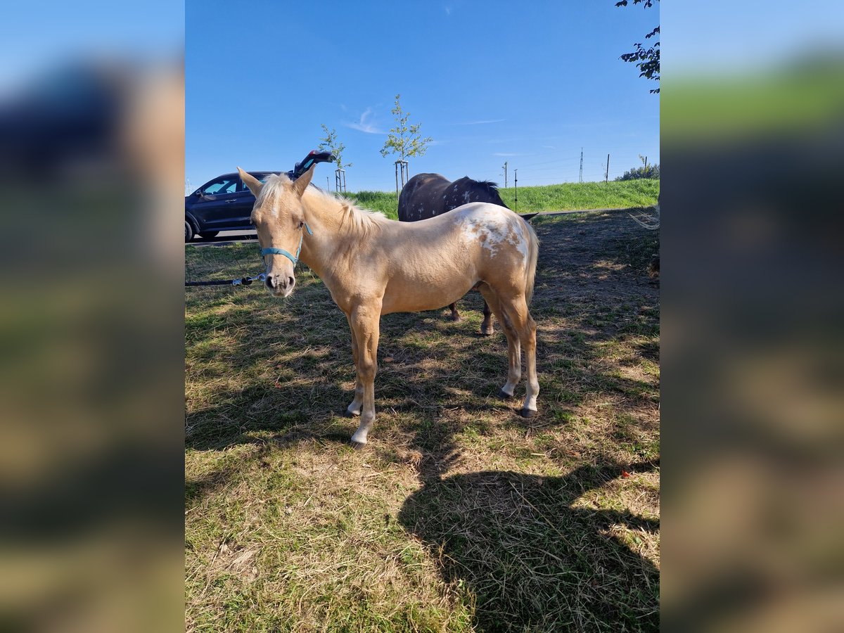Appaloosa Hengst Fohlen (04/2025) Palomino in Sokolov