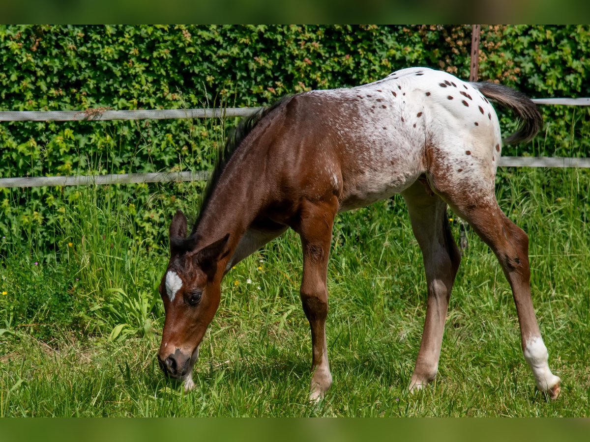 Appaloosa Hengst Fohlen (04/2024) Roan-Bay in Dörzbach