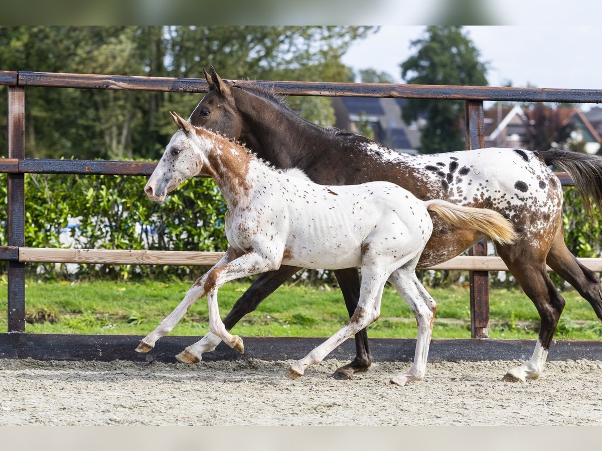 Appaloosa Hengst Fohlen (05/2025) Tigerschecke in Waddinxveen