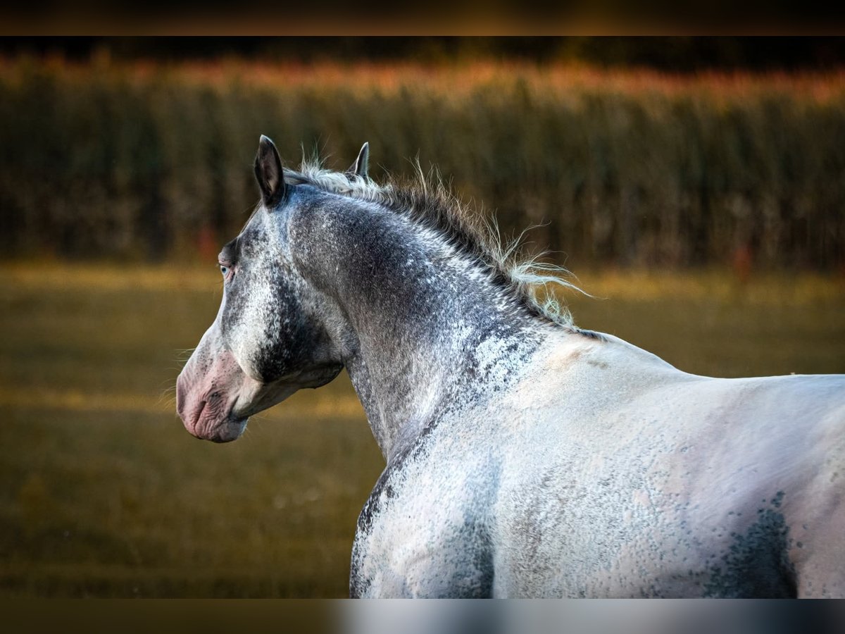 Appaloosa Hengst Tigerschecke in Geldern