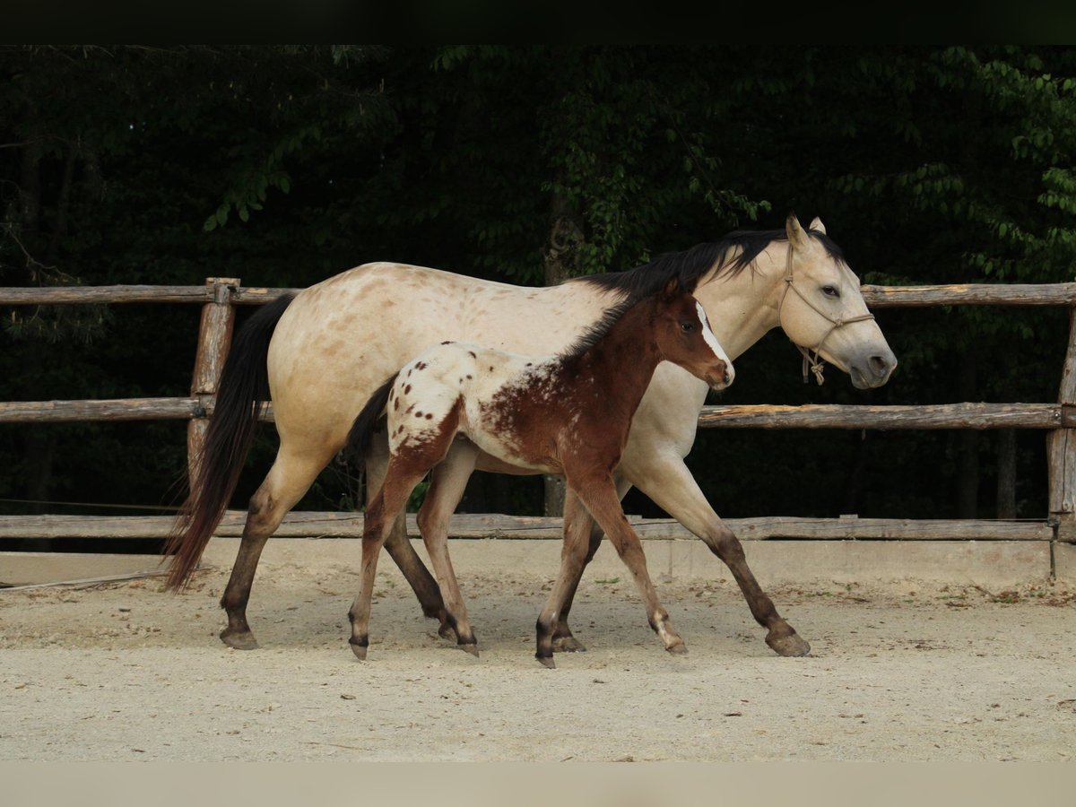 Appaloosa Hengst  155 cm Roodbruin in Globoko
