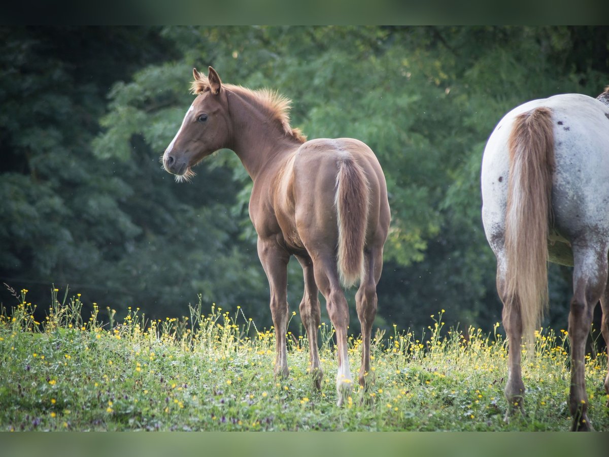 Appaloosa Hengst veulen (04/2024) Vos in Neumarkt-Sankt Veit