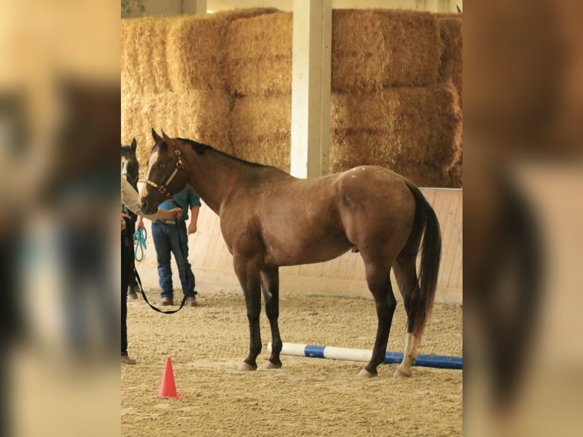 Appaloosa Hengst in Brotterode-Trusetal