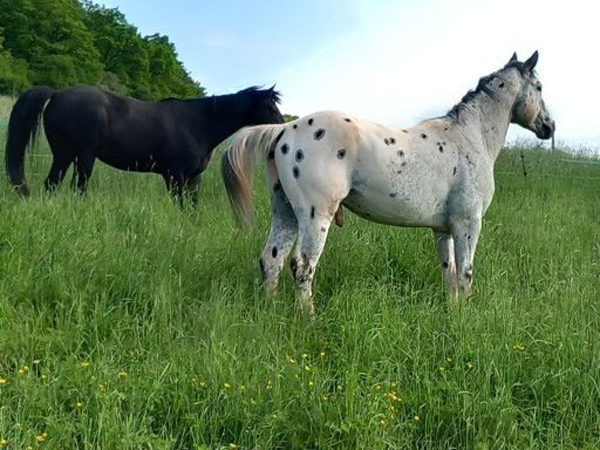 Appaloosa Hengst in M&#xFC;nchweiler an der Alsenz