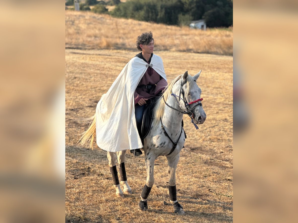 Appaloosa Hengst White in Burgos