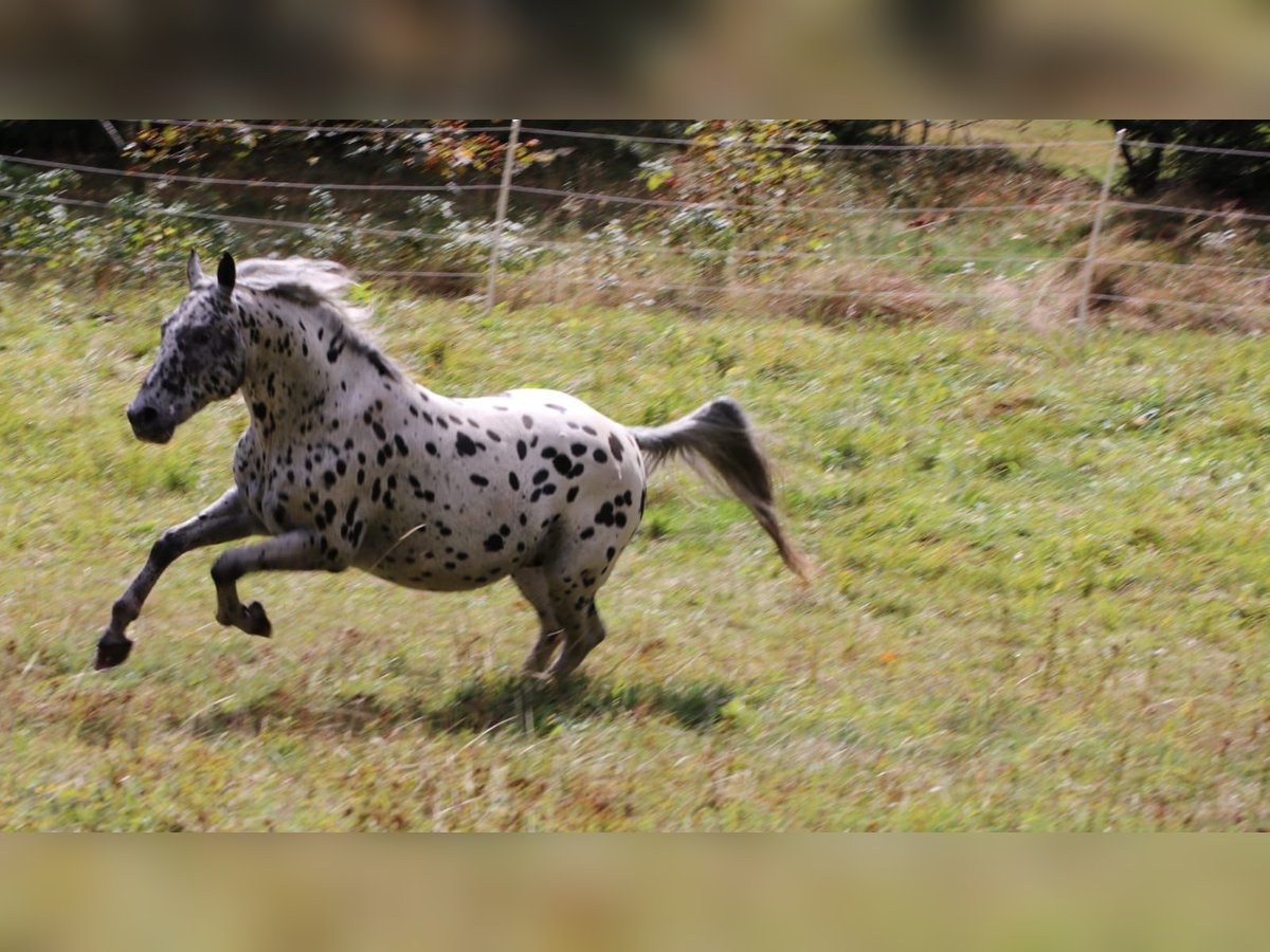 Appaloosa Hengst in Mauth