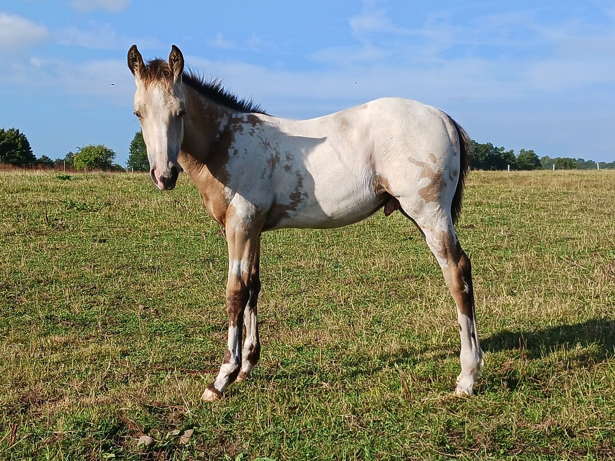 Appaloosa Hingst Föl (04/2024) 155 cm Gulbrun in Sösdala